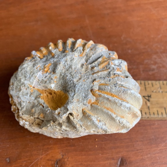 Ammonite Fossil from Morocco. - Picture 3 of 11